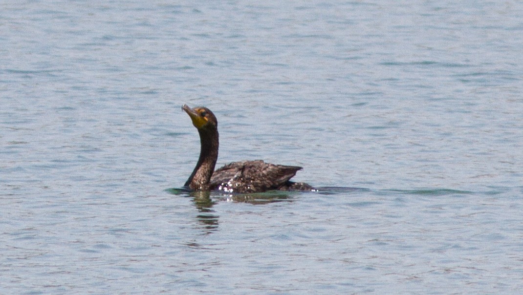 Double-crested Cormorant - Jimmy McMorran