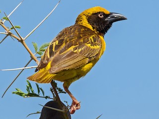 Male - Dylan Vasapolli - Birding Ecotours - ML621547649