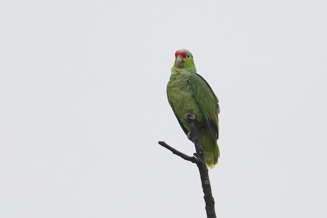 Red-lored Amazon