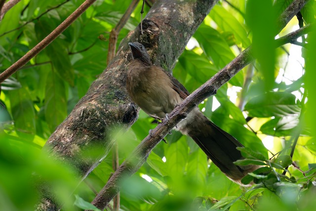 Gray-headed Chachalaca