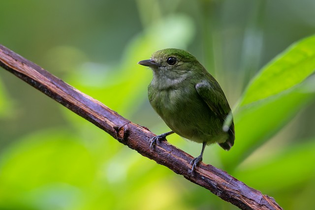 Velvety Manakin