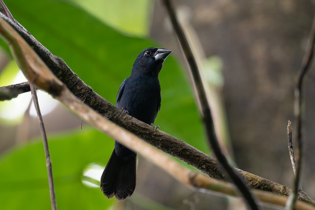 Blue-black Grosbeak