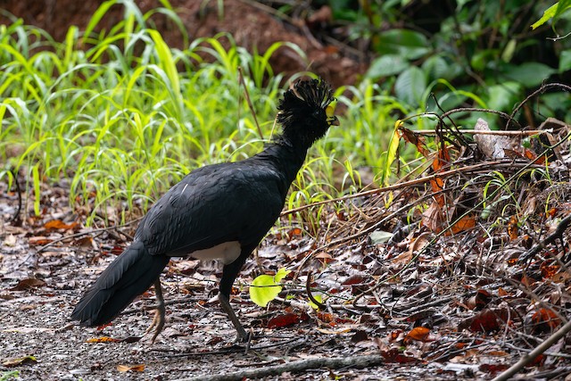 Great Curassow