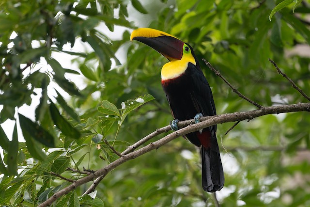 Yellow-throated Toucan