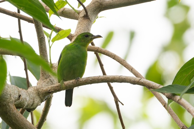 Green Honeycreeper