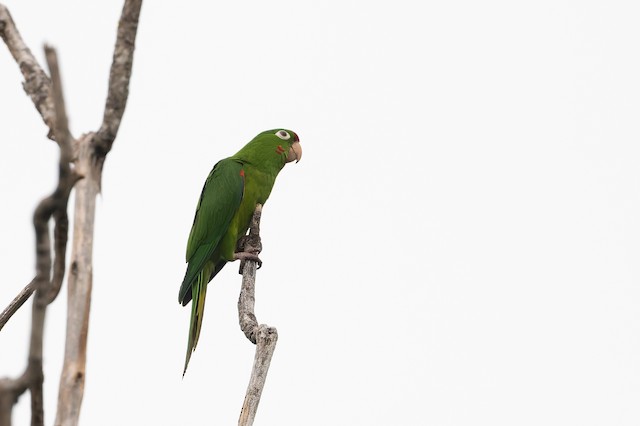 Crimson-fronted Parakeet
