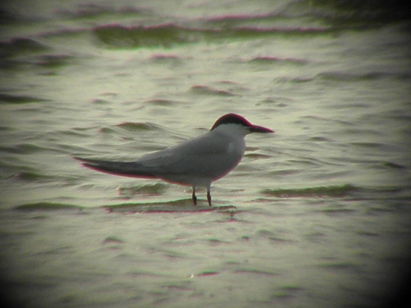 Gull-billed Tern - Steve Summers