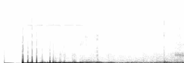 Toucan du Choco - ML62156571