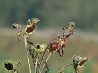 European Greenfinch - eBird