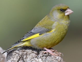 Crossfinch