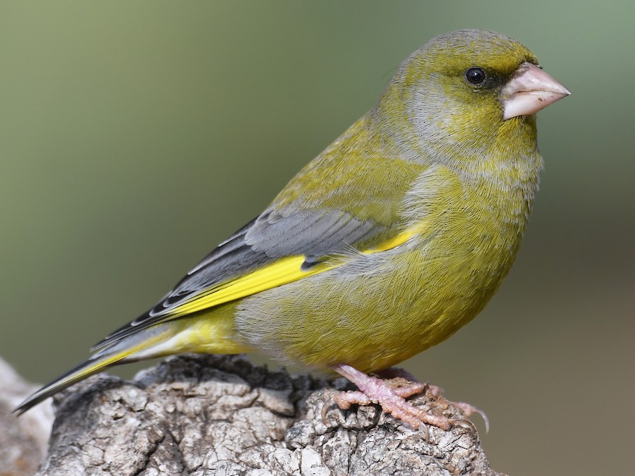 European Greenfinch