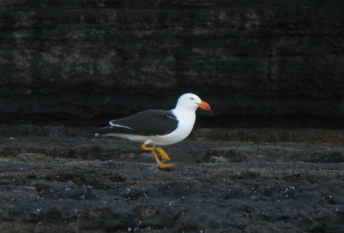 Pacific Gull - Sebastián Pardo