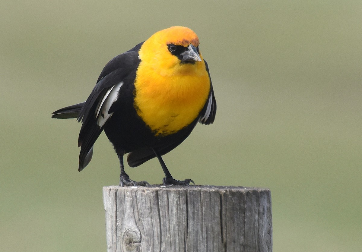 Yellow-headed Blackbird - ML62161951