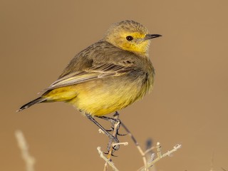 Female - Laurie Ross | Tracks Birding & Photography Tours - ML621631374