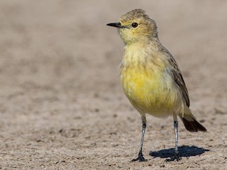 Female - Peter Stevens - ML621631375