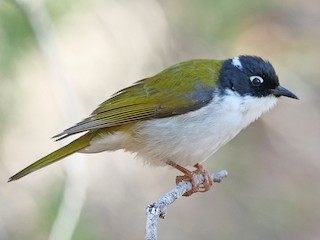 Gilbert's Honeyeater - Melithreptus chloropsis - Birds of the World