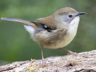  - Laurie Ross | Tracks Birding & Photography Tours - ML621631417