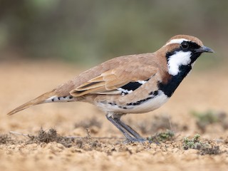 Male - Laurie Ross | Tracks Birding & Photography Tours - ML621631437