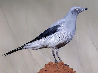 Adult - Laurie Ross | Tracks Birding & Photography Tours - ML621631453