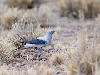 Adult - Laurie Ross | Tracks Birding & Photography Tours - ML621631454