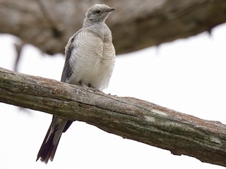 Juvenile - Paul McDonald - ML621631457