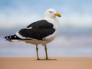  - Kelp Gull (dominicanus)