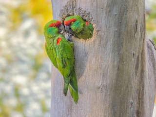  - Thick-billed Parrot