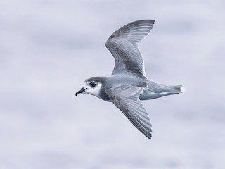  - Blue Petrel