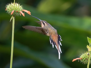  - Planalto Hermit