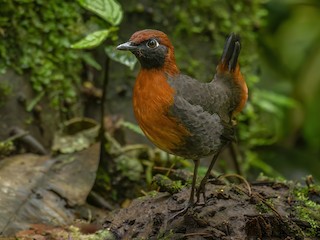  - Rufous-breasted Antthrush