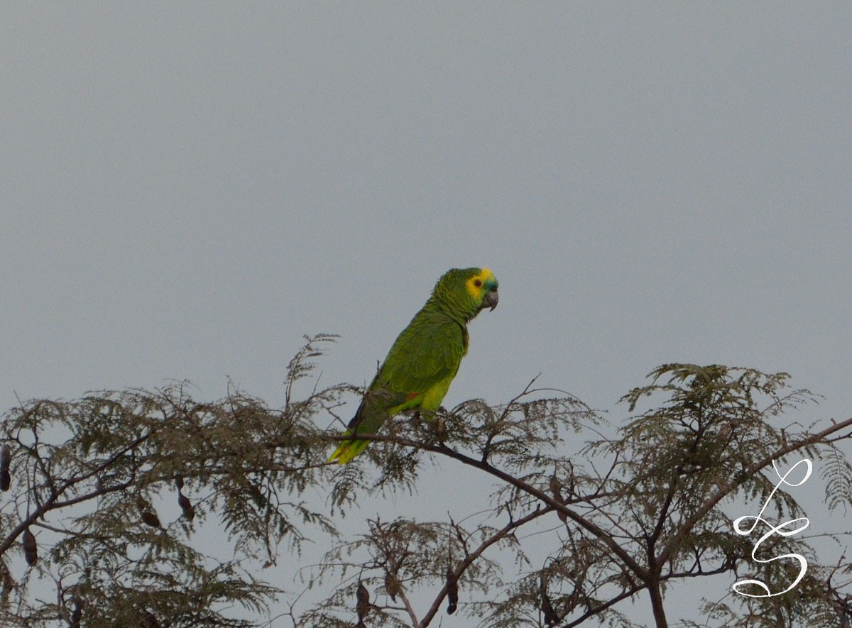 Turquoise-fronted Parrot - Luis Fernandez