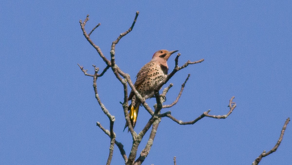 Northern Flicker (Yellow-shafted) - ML62164931