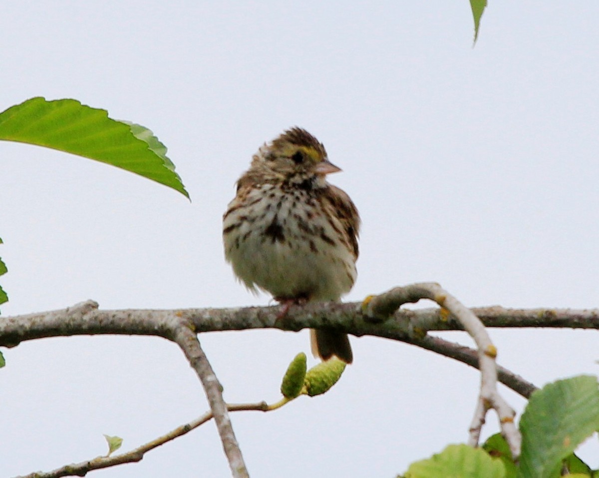 Savannah Sparrow - ML62165731