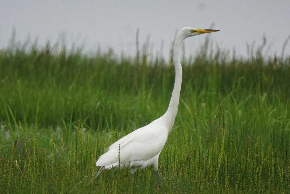 Great Egret - Nevine Jacob