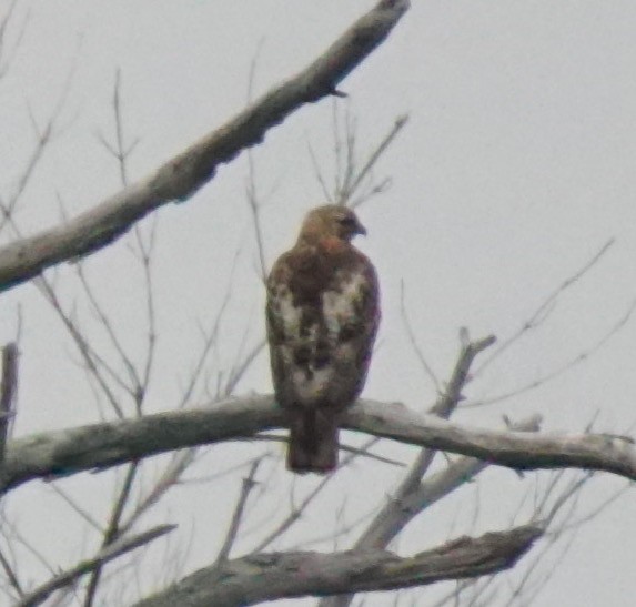 Red-tailed Hawk - Nevine Jacob
