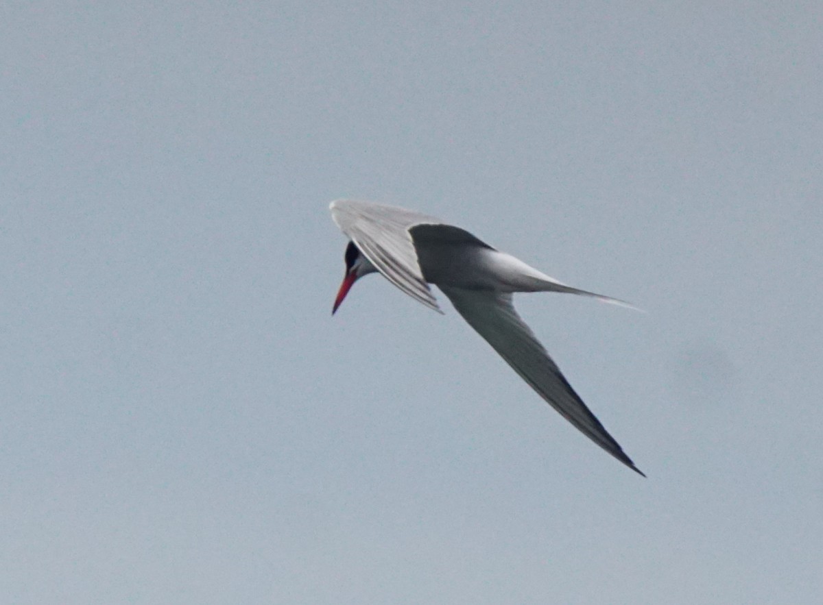 Common Tern - Nevine Jacob
