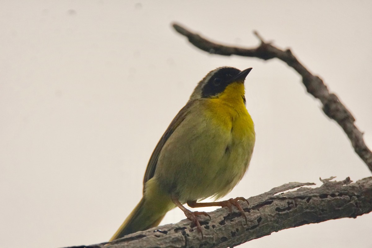 Common Yellowthroat - Nevine Jacob