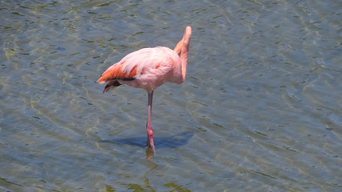 Amerika Flamingosu - ML62170431