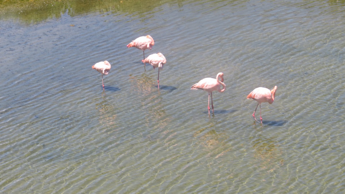 Amerika Flamingosu - ML62170451