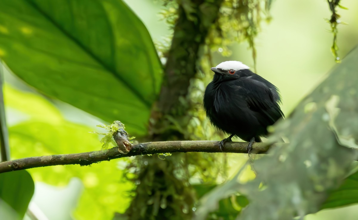 White-crowned Manakin (Foothills) - eBird