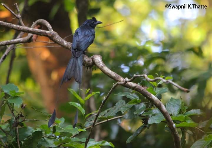 Greater Racket-tailed Drongo - Swapnil Thatte