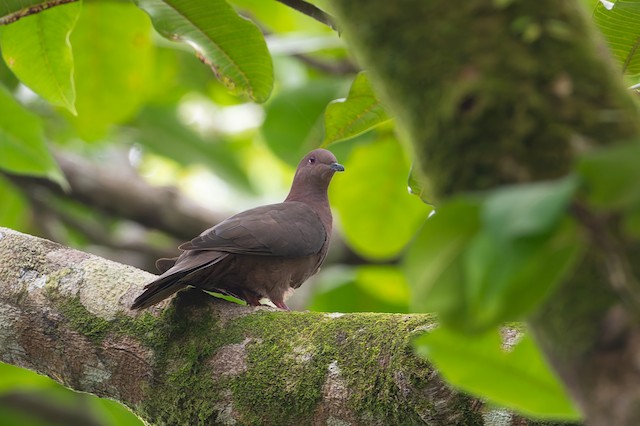 Short-billed Pigeon