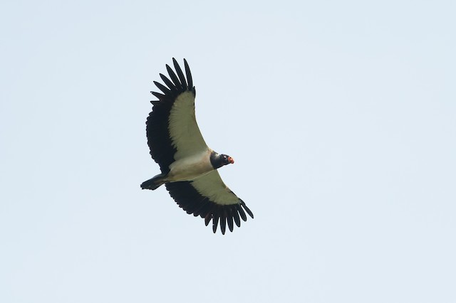 King Vulture