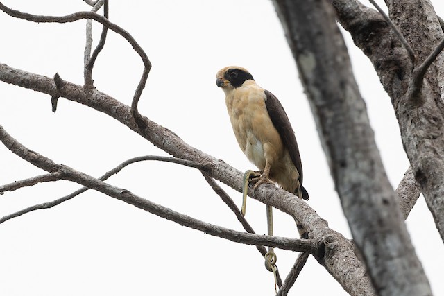 Laughing Falcon