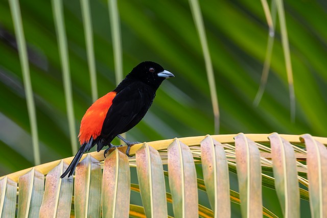 Scarlet-rumped Tanager