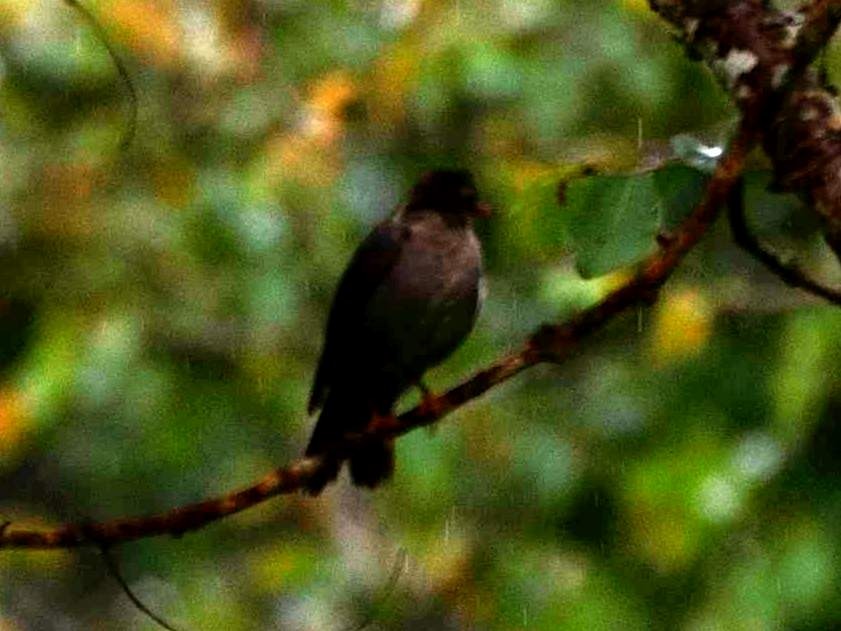 Indian Blackbird - Abhiram Sankar