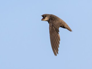  - Chimney Swift