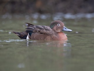  - Brown Teal