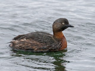  - New Zealand Grebe