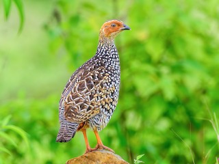 Painted Francolin - Francolinus pictus - Birds of the World